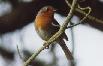  Le Rouge gorge familier, tout petit et tout mignon, tout comme son chant.